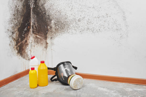 Best Mold Removal Process  in Hummelstown, PA