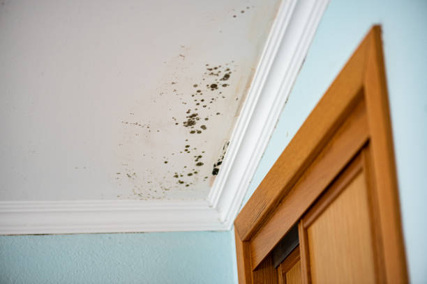 Best Mold Damage Repair  in Hummelstown, PA