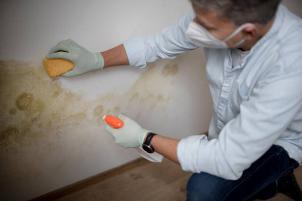 Best Affordable Mold Removal  in Hummelstown, PA