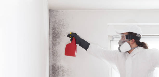 Mold Removal and Inspection in Hummelstown, PA