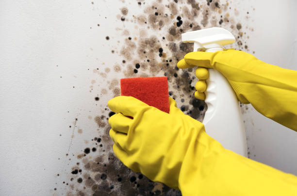 Best Local Mold Removal Service  in Hummelstown, PA