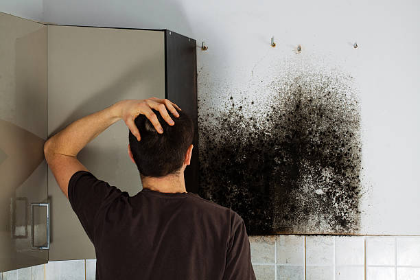 Professional Mold Removal in Hummelstown, PA