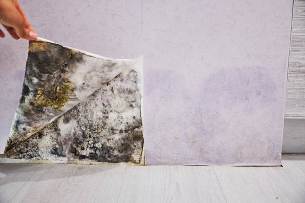 Best Mold Removal Near Me  in Hummelstown, PA